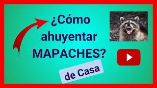   ¿Cómo ahuyentar MAPACHES? (raccoons)   Repelentes Naturales 