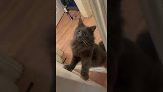 Nebelung Cat Opens The Door  And Questions Owners Audacity | Jinx The Nebelung |