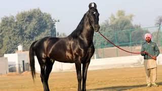 Marwari Stallion Black Prince - At Baba Stud Farm Alamwala (Punjab)