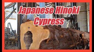 Japanese HINOKI( cypress)