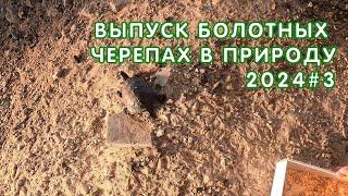 Выпуск болотных черепах из Московской области в Краснодарском крае 2024 (выпуск №3)