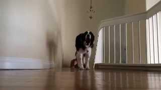 Border Collie attack