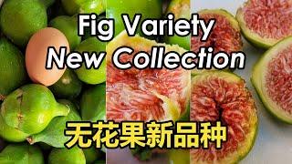 You Should Have This Amazing Fig Variety | My New Collection of Fig Variety (无花果新品种)