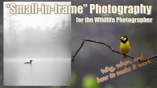Wildlife Photography Small-in-Frame