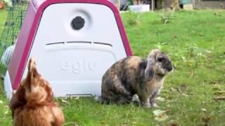 Animal rehoming experts 'BARKS' discuss the Eglu Rabbit Hutch