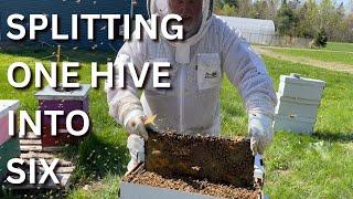 Splitting one hive into six