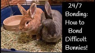 How I Bonded My Female Bunnies | 24/7 Rabbit Bonding | Difficult Rabbit Bonds | How to Bond Rabbits