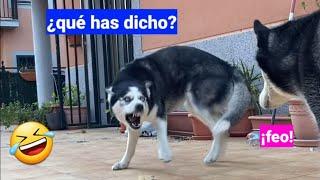 Los mejores videos de risa de Max the Husky y la perrita Bombón #7