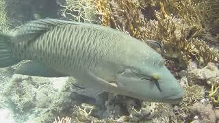 Red Sea Diving Best of Sharm 2024