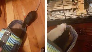 Woman Has CATCHY SONG To Get RATS Back In Their Cage (Pawsome Pets)