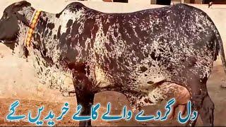 Quailty Cholistani Cows Abluk Cows low price Cows for In pakistan||Super tv farming