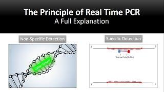 The principle of Real Time PCR, Reverse Transcription, quantitative rt-PCR