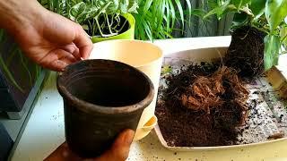 plant care #22 | When & How to repot the plant? | biosphereflora.