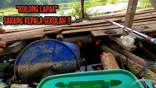 MUSIM PANEN‼️KOLONG KOLONG LAPAK JADI SARANG KEPALA SEKOLAH || mancing ikan red devil NAHOL MANIA