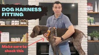 How to Fit a Dog Harness Correctly - Important Tips