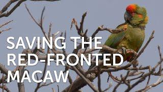 Saving the Red-fronted Macaw | Asociación Civil Armonía