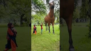 Big Horse  #shorts #funny #viral #trending #Rockingfunwithnadeem