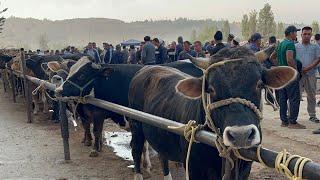 Tergachi mol bozori semiz boqma va yosh buqalar narhlari 6.09.2024yil