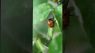 Close up of a ladybug.