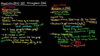 Myoglobin and Hemoglobin (Compare and Contrast)