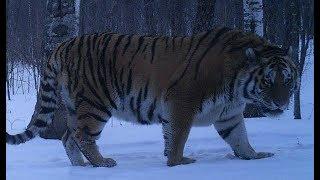 This male siberian tiger who named  boriya It has killed brown bears before.