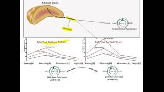 Report tutorial cortisol 103 VL NH