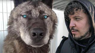 САМЫЙ ГИГАНТСКИЙ ВОЛК В МИРЕ! Невероятная история канадского волка. Giant wolf in the world!