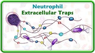 Neutrophil Extracellular Traps (Nets)