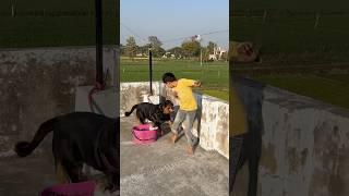 Rottweiler Daisy attack For puppies️#rottweiler #puppy #security #doglover