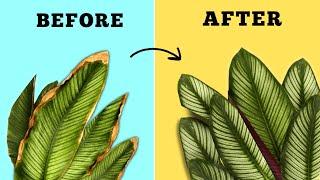 INSTANT Solution for BROWN LEAF TIPS on House Plants// Plant Leaves Turning Brown