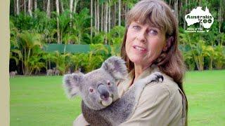 Terri Irwin introduces us to a very cute koala | Irwin Family Adventures