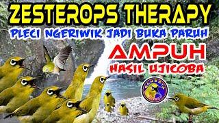 Terapi Pleci agar cepat ngeriwik cepat BUKA PARUH || Zesterops Therapy #terapipleci