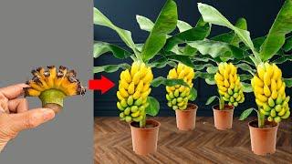 DON'T THROW IT AWAY, unique technique to propagate banana plants at home quickly