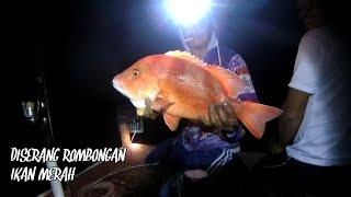 Pesta Strike!!! Diserang Rombongan Ikan Merah,Red Emperor Size Idaman - Part 2