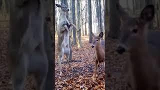 Standing Deer Smackdown! #animals #wildlife #shorts