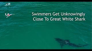 Great White Shark Approaches Unknowing Swimmers