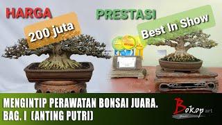 MENGINTIP PERAWATAN BONSAI  JUARA. Bag. I  (anting putri)