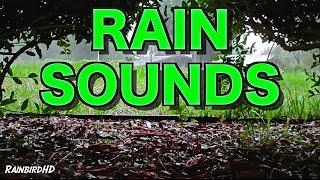 Rain and Thunder Sounds 8 Hours High Quality HD 1080p