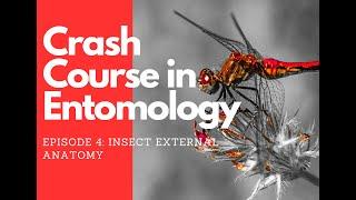 Crash Course in Entomology: Insect External Anatomy