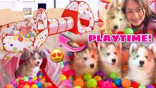 Siberian Husky Puppies Goes Crazy Over Ball Pit! | 500 Pieces Of Balls! | Husky Pack TV