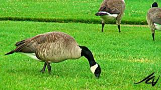 mean Canada Geese