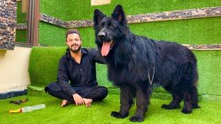 The World Biggest Black Champion German Shepherd in Punjab  as it is wolf | Hsn Entertainment