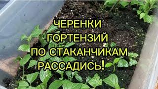 ЧЕРЕНКИ ГОРТЕНЗИЙ по стаканчикам РАССАДИСЬ!Раз!Два!#гортензии #черенкованиегортензий #черенкование