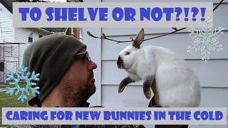 To Shelve Or NOT? | Taking Care of New Bunnies | Cuniculture