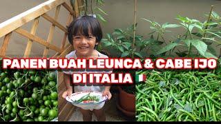 Panen buah leunca dan cabe ijo tanaman emak di italia