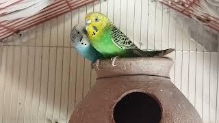 Australian's Parrot pair ️ #parrot #pets #animaltales #viral