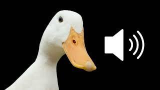 Duck quack  sound effects SFX (HD)