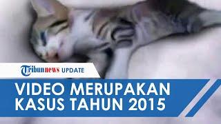 Baru-baru Ini Viral, Video Anak Kucing Diinjak 3 Wanita hingga Mati Ternyata Terjadi Tahun 2015