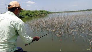 incridable  catching big Rupchand fishes| amazing fishing video