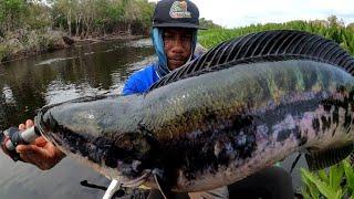 SUNGAI PEDALAMAN RIAU GUDANG NYA IKAN TOMAN DAN GABUS.!! MANCING CESTING TOMAN